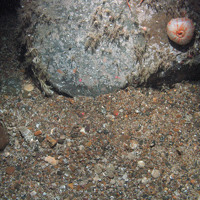 A horseman anemone (Urticina eques) on a boulder with hydroids, encrusting bryozoa and keel worms (Spirobranchus sp.)
