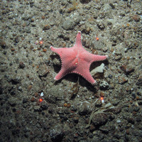 Rigid armed starfish (Hippasteria phygiana) on gravel and sand.