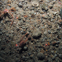 Two long clawed squat lobsters (Munida rugosa) on gravel and sand with keel worms (Spirobranchus sp.).