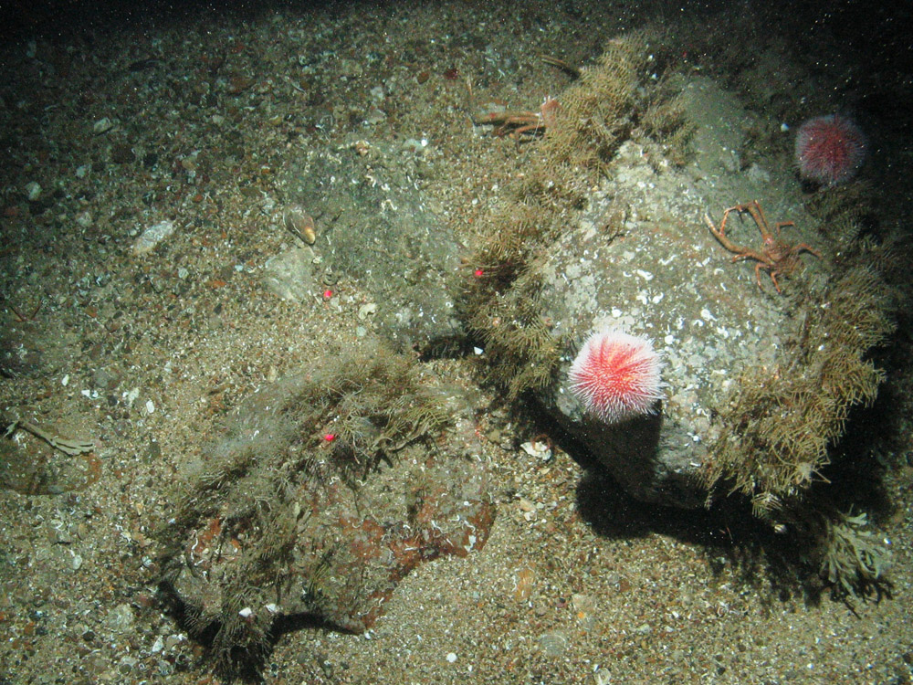 Urchins on boulders