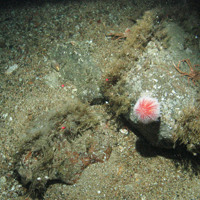 Urchins on boulders