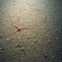 Brittlestar (Ophiura ophiura) on coarse sediment