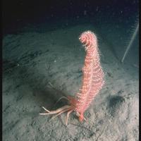 Phosphorescent seapen, © JNCC