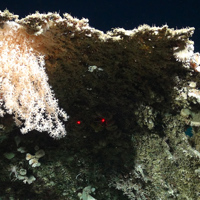 Soft coral using calcareous skeletons as a base, (Courtesy of the NERC funded Deep Links Project - Plymouth University, Oxford University, JNCC, BGS).