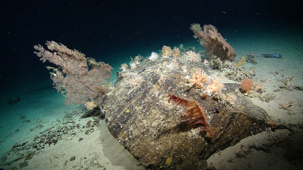 Coral garden island, (Courtesy of the NERC funded Deep Links Project - Plymouth University, Oxford University, JNCC, BGS).