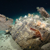Coral garden island, (Courtesy of the NERC funded Deep Links Project - Plymouth University, Oxford University, JNCC, BGS).