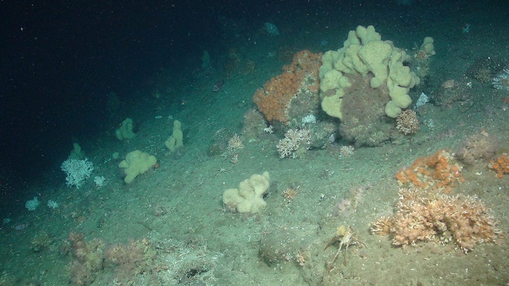 Deep-sea sponge aggregation, (Courtesy of the NERC funded Deep Links Project - Plymouth University, Oxford University, JNCC, BGS).