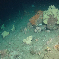 Deep-sea sponge aggregation, (Courtesy of the NERC funded Deep Links Project - Plymouth University, Oxford University, JNCC, BGS).