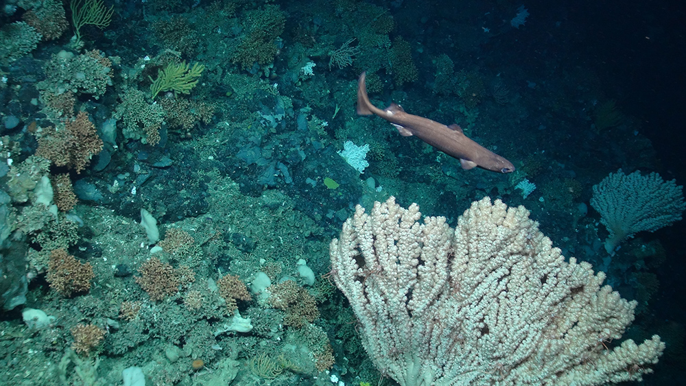 Gulper shark over coral, (Courtesy of the NERC funded Deep Links Project - Plymouth University, Oxford University, JNCC, BGS).