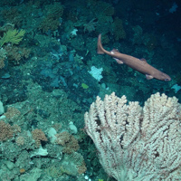 Gulper shark over coral, (Courtesy of the NERC funded Deep Links Project - Plymouth University, Oxford University, JNCC, BGS).