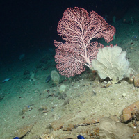 Pink seafan at George Bligh Bank, (Courtesy of the NERC funded Deep Links Project - Plymouth University, Oxford University, JNCC, BGS).