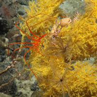 Sea spider, (Courtesy of the NERC funded Deep Links Project - Plymouth University, Oxford University, JNCC, BGS).