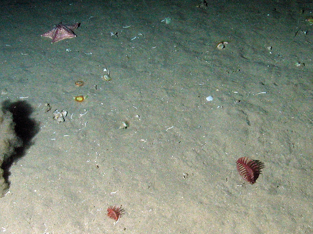 Cushion star (Porania pulvillus), cup corals (Caryophyllia smithii) and sea pens (Pennatulacea) on sediment