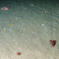 Cushion star (Porania pulvillus), cup corals (Caryophyllia smithii) and sea pens (Pennatulacea) on sediment