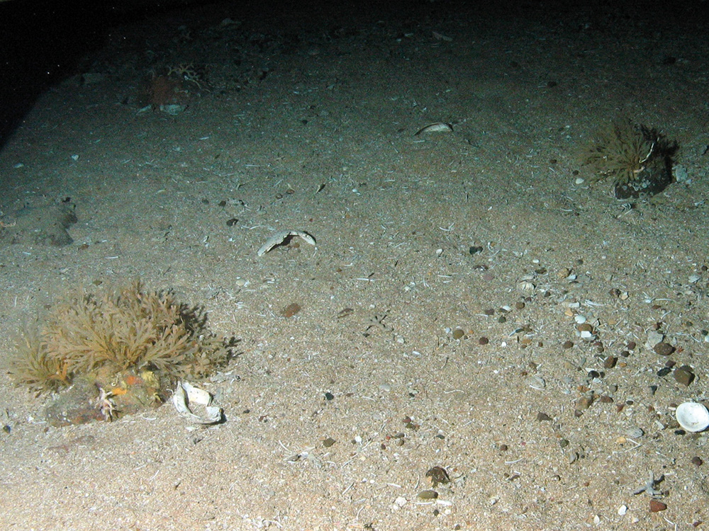 Square-end horn wrack (Securiflustra securifrons) and other fauna on sand scoured rock with starfish (Luidia sarsii)