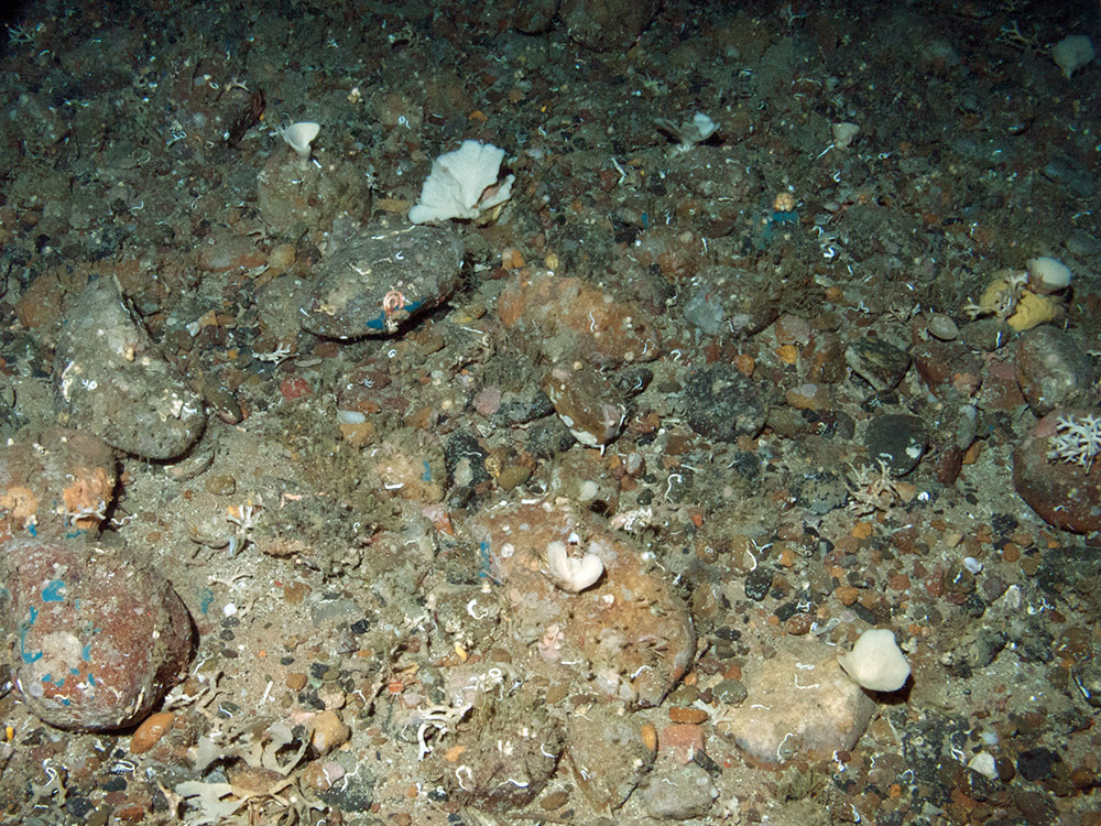 White sponges (Phakellia sp) and encrusting sponges and branched calcareous bryozoa (Cheilostomata) on mixed substrata
