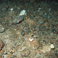 White sponges (Phakellia sp) and encrusting sponges and branched calcareous bryozoa (Cheilostomata) on mixed substrata