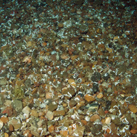 Keel worm (Spirobranchus sp.) dominated gravel