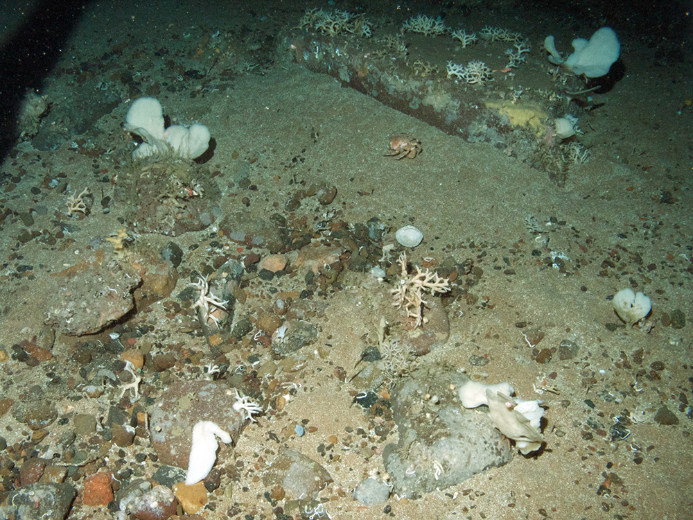 White sponges (Phakellia sp) and branched calcareous bryozoa (Cheilostomata) on mixed substrata