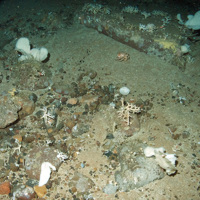 White sponges (Phakellia sp) and branched calcareous bryozoa (Cheilostomata) on mixed substrata