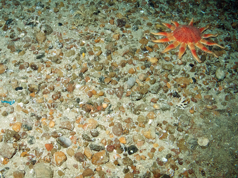 Sun Star (Crassoster papposus) on gravel and sediment seabed