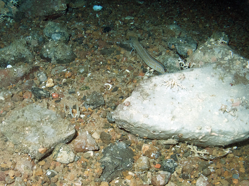 Sponges (various), branched calcareous bryozoa (Cheilostomata) and a young ling (Molva molva) on boulders and mixed substrata