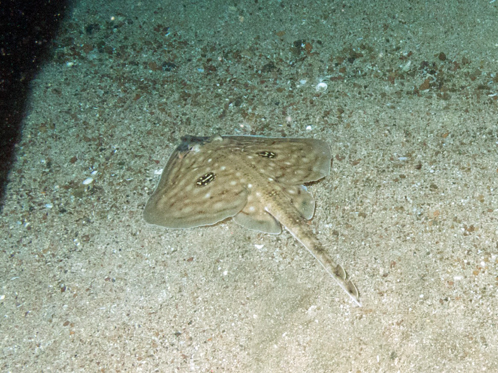 Cuckoo Ray (Leucoraja naevus) on coarse sediment