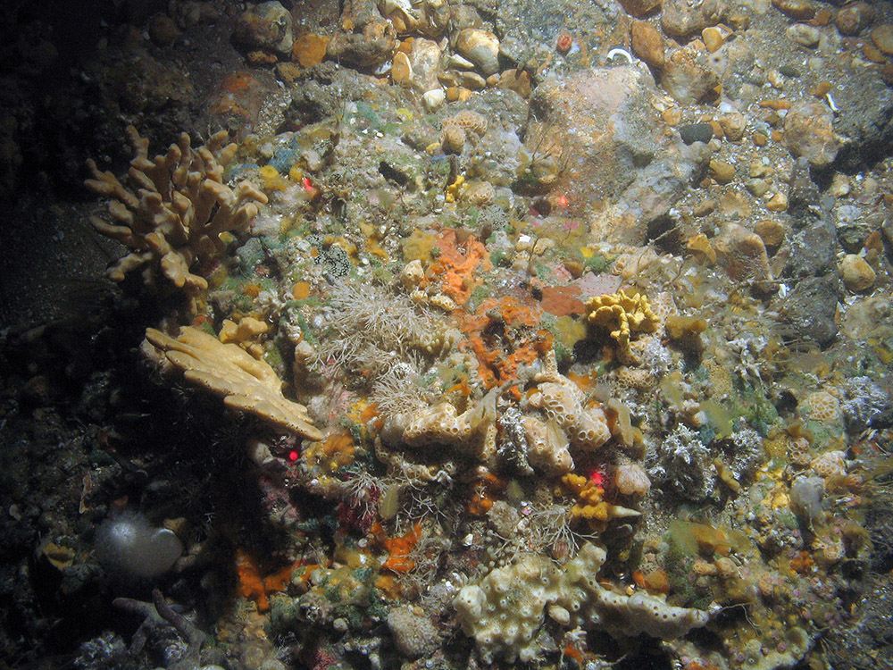 Sponge dominated rock species include yellow stag horn sponge (Axinella dissimilis) and various encrusting species © JNCC/Cefas