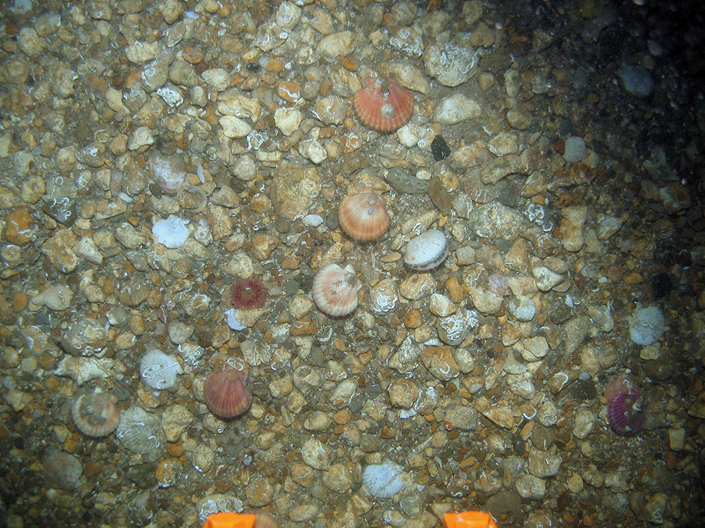 Queen scallops (Aquiepecten opercularis) on gravel seabed © MALSF, Crown copyright, 2006 