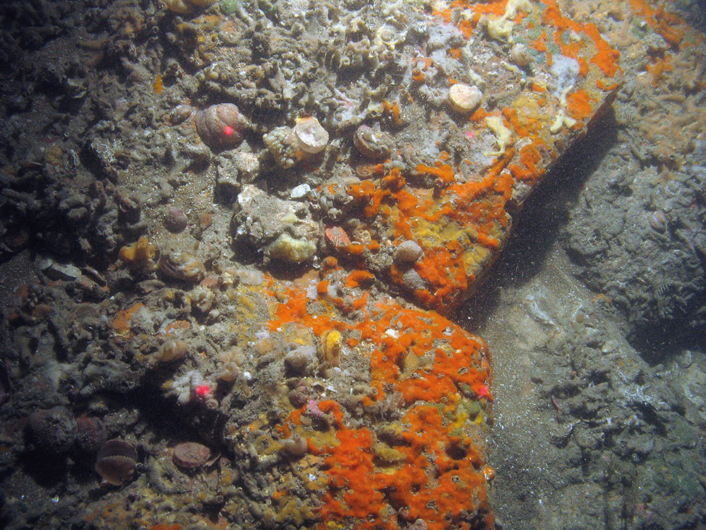 Ross worms (Sabellaria spinulosa), slipper limpets (Crepidula fornicata) and variegated scallops (Mimachlamys varia) © JNCC/Cefas