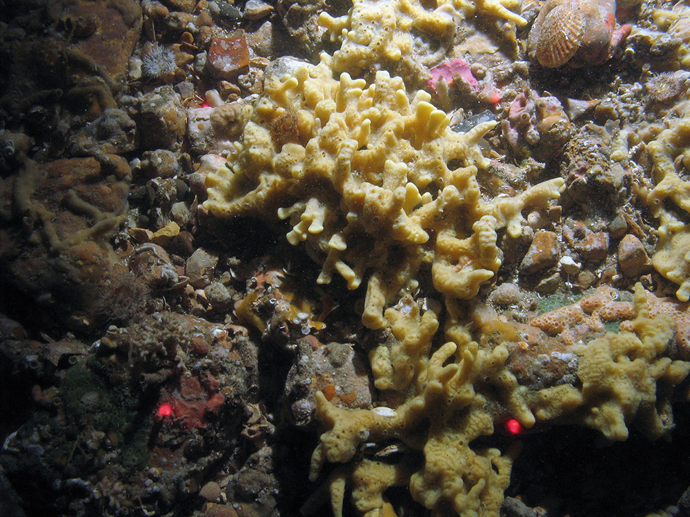 Mixed substrata with ross worm (Sabellaria spinulosa), the yellow sponge Myxilla incrustans, Crater sponge (Hemimycale columellar) and other encrusting sponge including the green Hymedesmia paupertas and the pink Aplysilla sulfurea © JNCC/Cefas