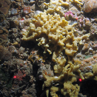 Mixed substrata with ross worm (Sabellaria spinulosa), the yellow sponge Myxilla incrustans, Crater sponge (Hemimycale columellar) and other encrusting sponge including the green Hymedesmia paupertas and the pink Aplysilla sulfurea © JNCC/Cefas