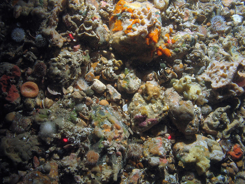 Fauna on mixed substrata including the imperial anemone (Capnea sanguinea) and elegant anemones (Sagartia elegans) and various encrusting sponges © JNCC/Cefas