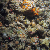 Fauna on mixed substrata including the imperial anemone (Capnea sanguinea) and elegant anemones (Sagartia elegans) and various encrusting sponges © JNCC/Cefas