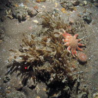 Horn wrack (Flustra foliacea), the sunstar (Crossaster papposus) and a dalhia anemone (Urticina felina) © JNCC/Cefas 
