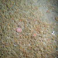 Common brittlestars (Ophiothrix fragilis), the dahlia anemone (Urticina felina) and dead man's fingers (Alcyonium digitatum) © MALSF, Crown copyright, 2006