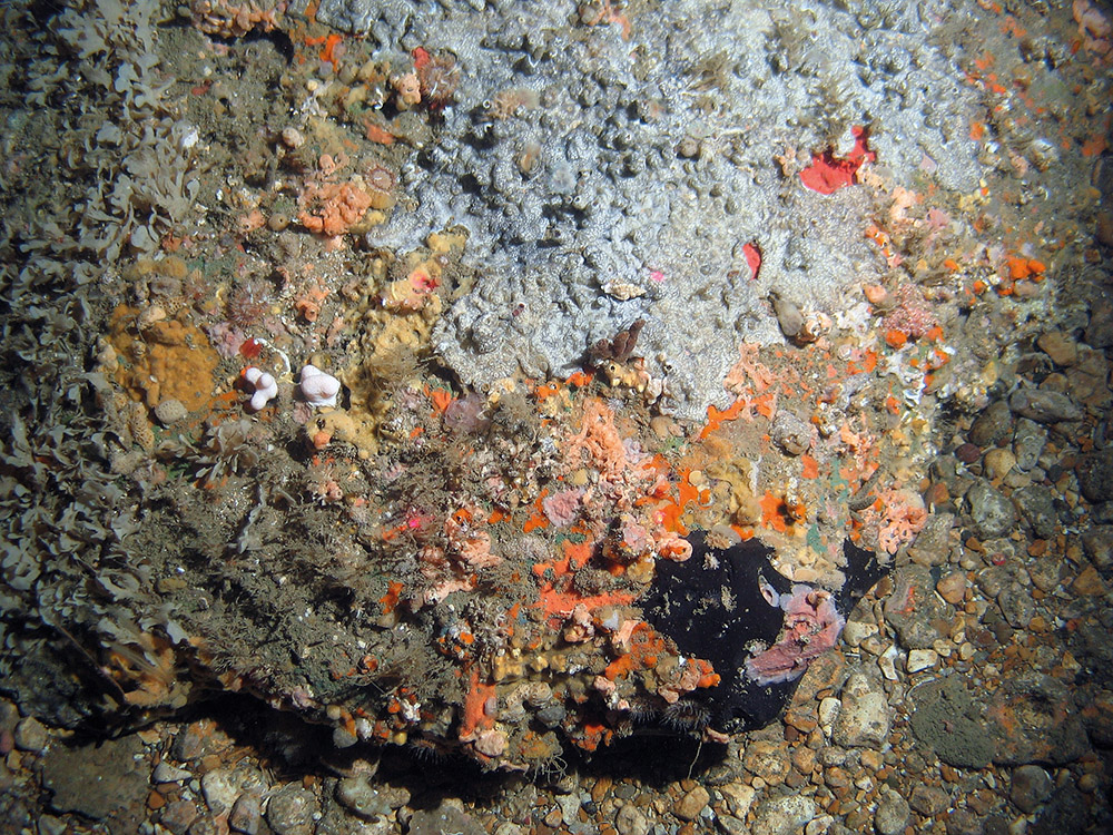 Rock dominated by encrusting sponges and ascidians © MALSF, Crown copyright, 2006 