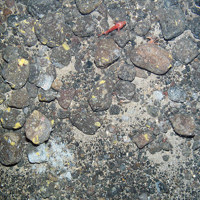 Blue-mouth (Helicolenus dactylopterus) on mixed substrata with encrusting sponges and calcareous tube worms