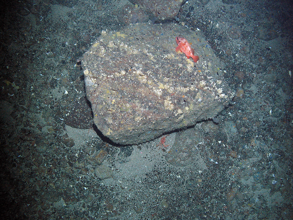 A red fish (Sebastes sp.) on a boulder with barnacles and encrusting sponges. There is a deep water red crab (Chaceon affinis) at the base of the boulder (on mixed substrata)