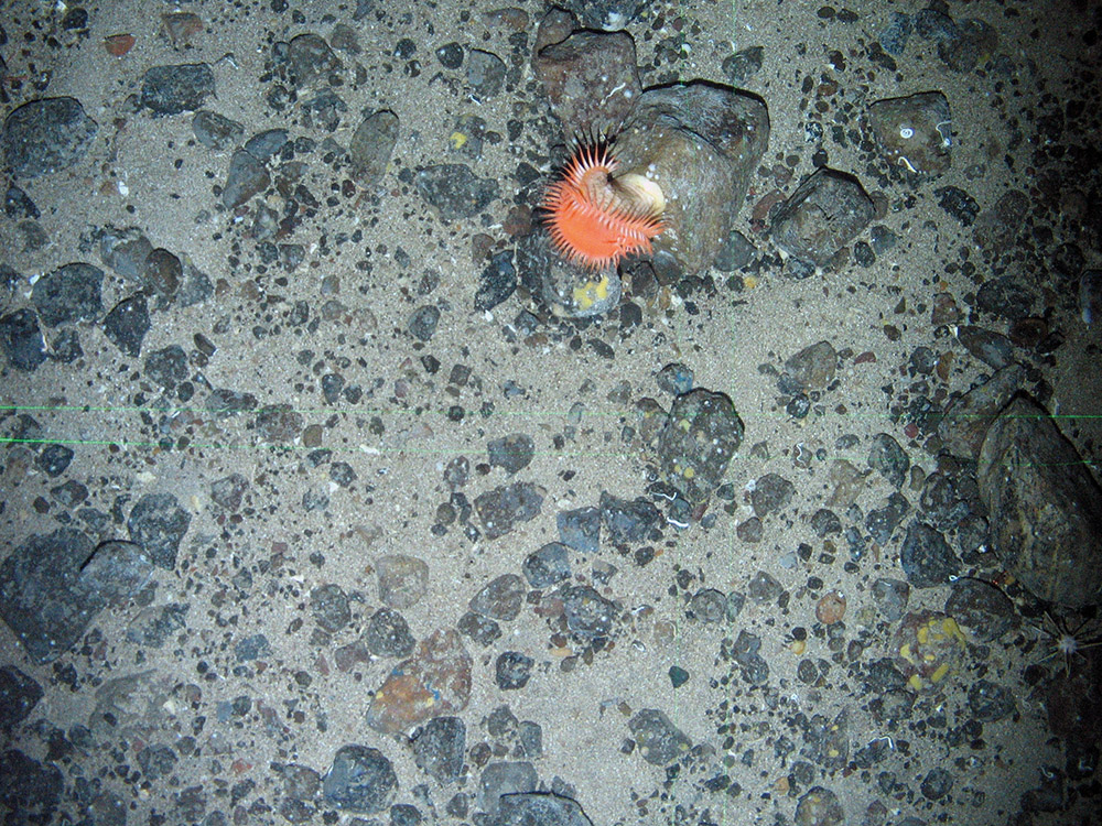 Sea anemone (Phelliactis sp.) on a cobble on mixed substrata