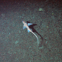A rabbit fish (Chimaera monstrosa) swims over the seabed