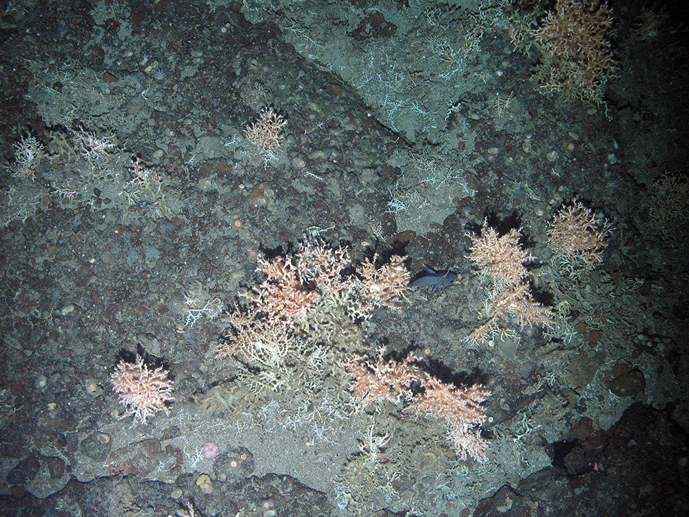 Scattered colonies of the cold water coral Lophelia pertusa