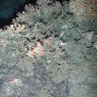 A small reef of the cold water coral, Lophelia pertusa on rock with the anemone Actinostola callosa