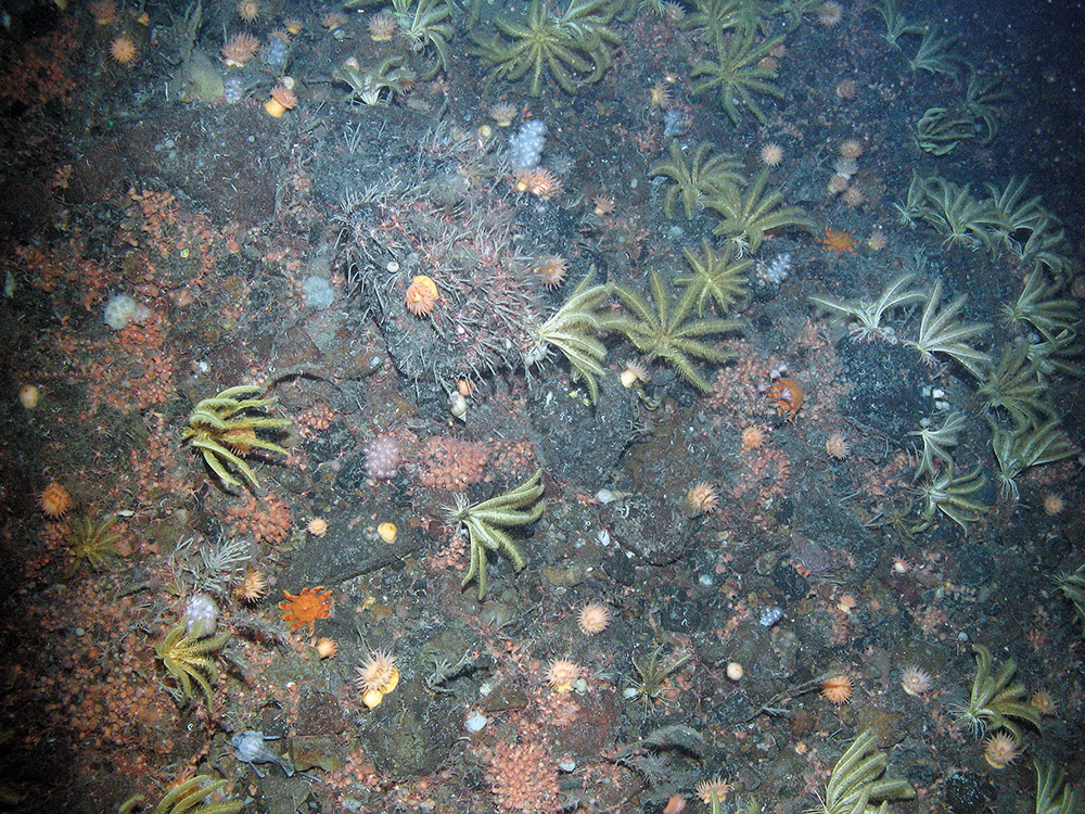 Rock dominated by the feather star (Heliometra glacialis) and anthozoans including the sea anemone Actinostola callosa and others plus a soft coral (Nephtheidae) and a common sunstar (Crossaster papposus)