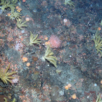 Rock dominated by the northern feather star (Heliometra glacialis) and anthozoans including the sea anemone Actinostola callosa and others plus a soft coral (Nephtheidae) and small brittle stars (Ophiuroidea indet.)