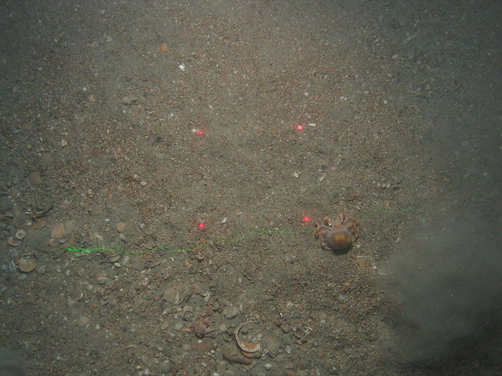 Image of a hermit crab (Pagurus berhardus) on mixed sediments at Greater Haig Fras MCZ (©JNCC/Cefas)