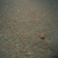 Image of a hermit crab (Pagurus berhardus) on mixed sediments at Greater Haig Fras MCZ (©JNCC/Cefas)
