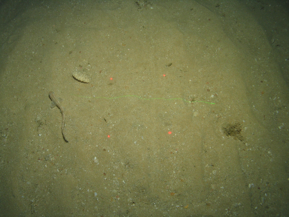 Close-up of the seabed at the South of the Isles of Scilly MCZ, showing a small-spotted catshark swimming over Subtidal sand