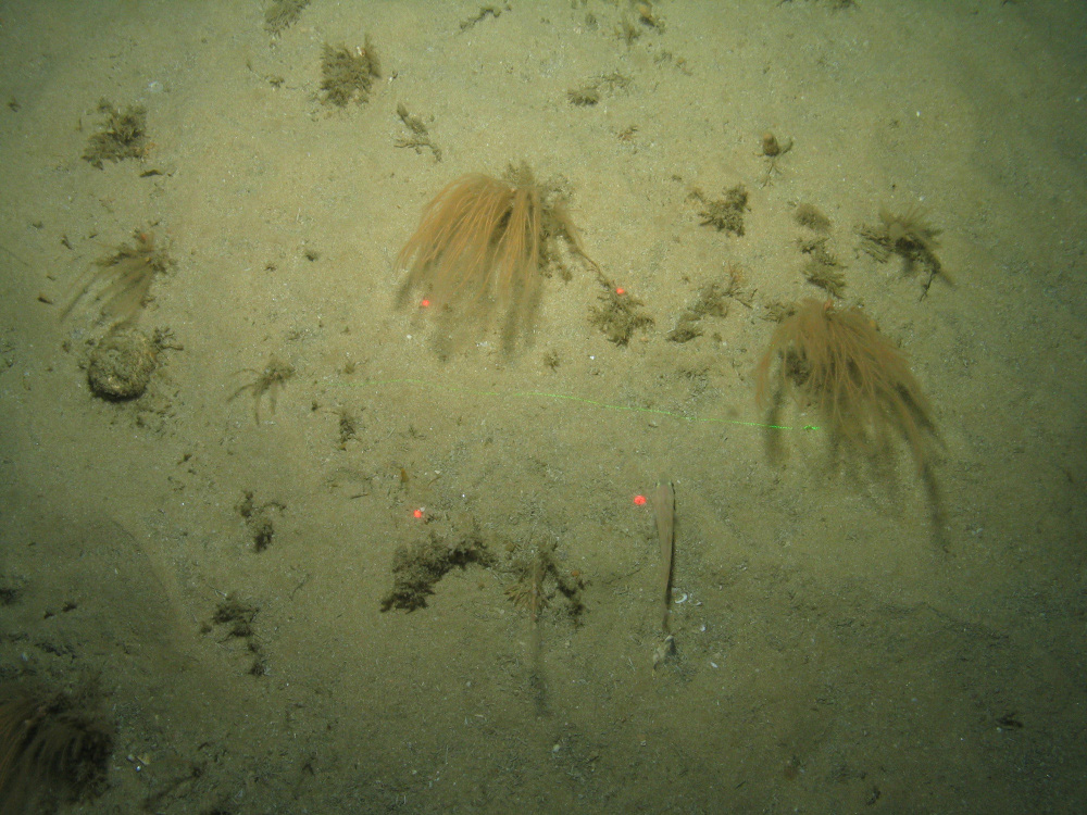 Close-up of the seabed at the South of The Isles of Scilly MCZ, showing the colonial hydroid Nemertesia antennina, and bryozoans growing on Subtidal sand
