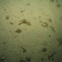 Close-up of the seabed at the South of the Isles of Scilly MCZ, showing dead man's fingers (Alcyonium digitatum), Sea beard, and Devonshire cup coral growing on Subtidal sand